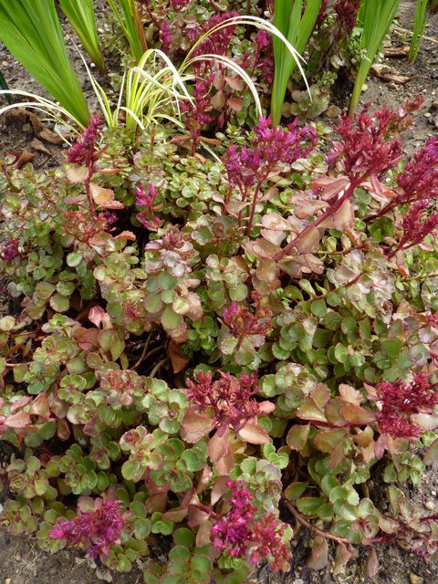 Sedum spurium 'Voodoo'